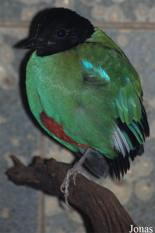 Pitta sordida mulleri