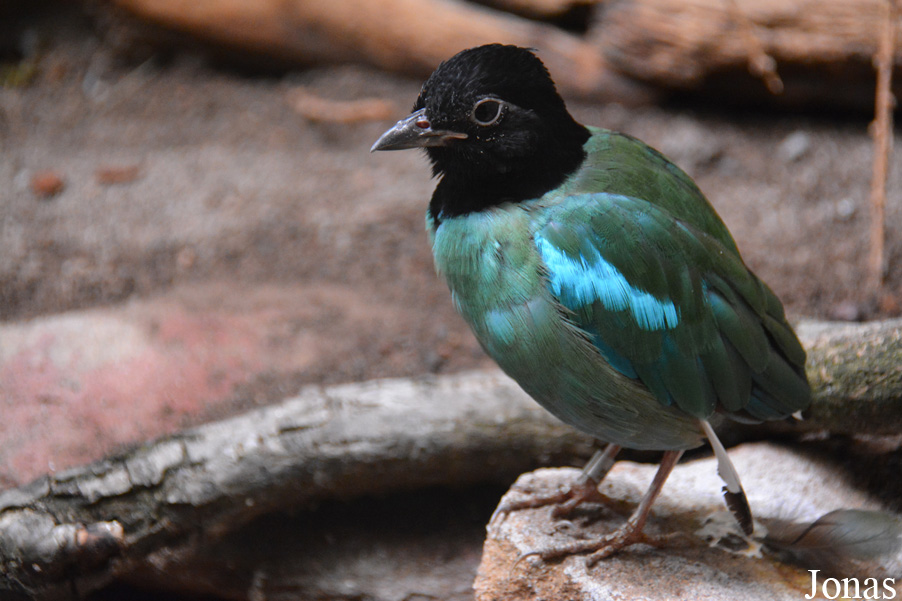 Pitta sordida mulleri
