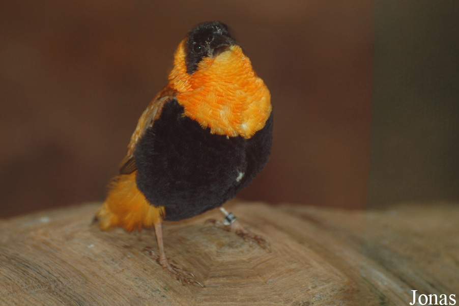 Euplectes franciscanus