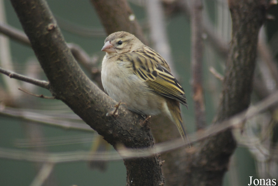 Foudia madagascariensis