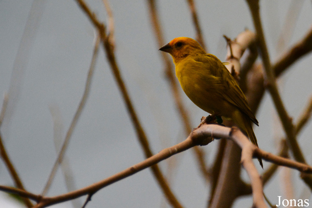 Ploceus castaneiceps