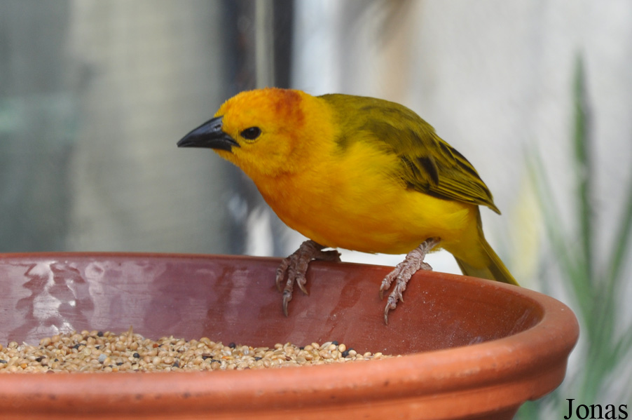 Ploceus castaneiceps