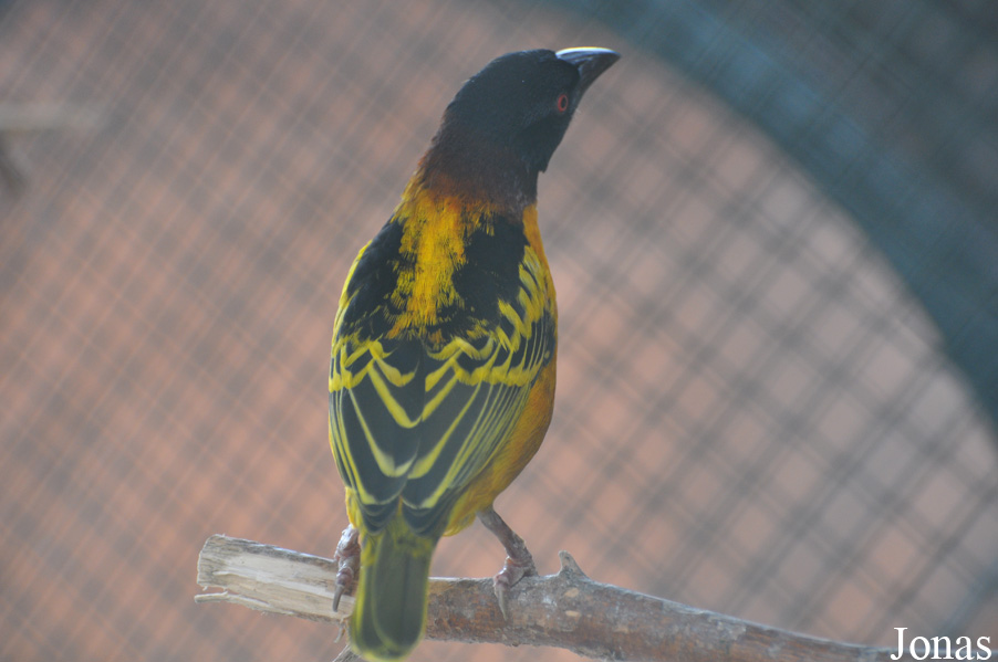 Ploceus cucullatus
