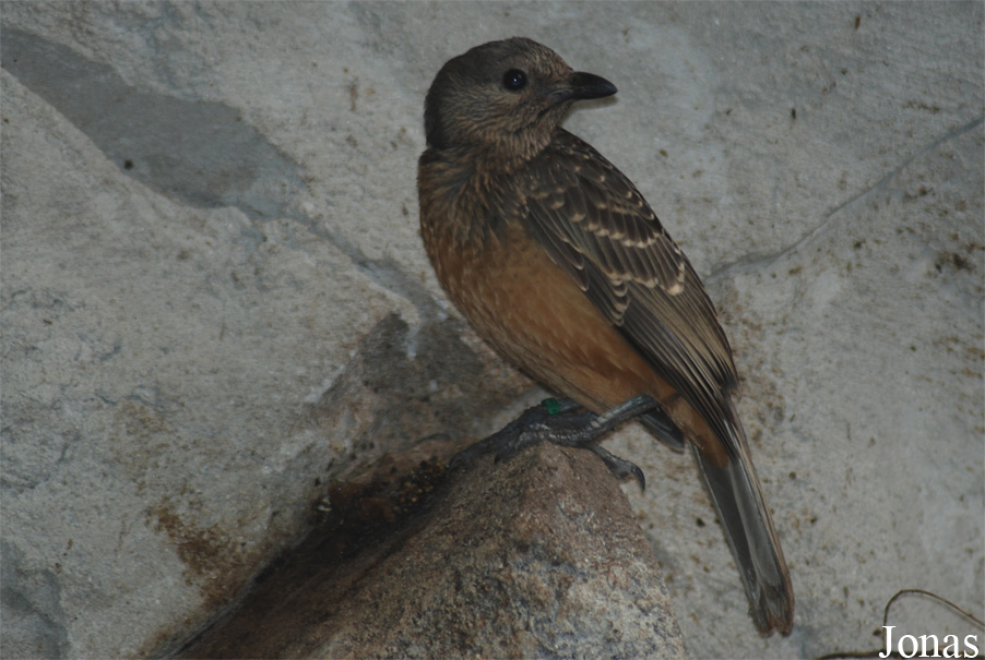 Chlamydera cerviniventris
