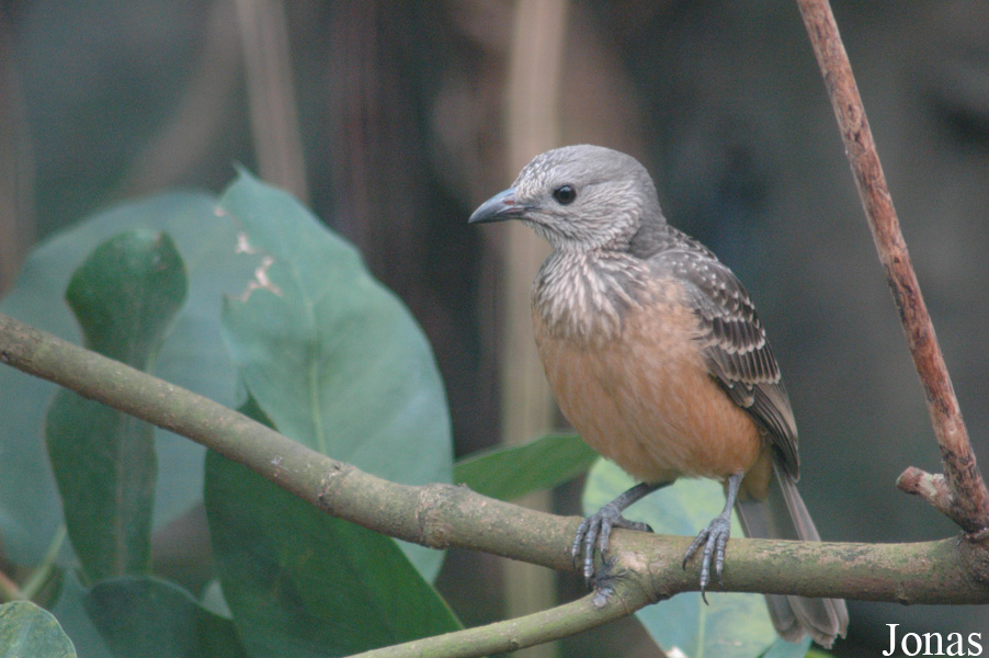 Chlamydera cerviniventris