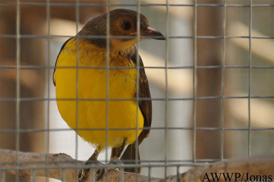 Sericulus ardens