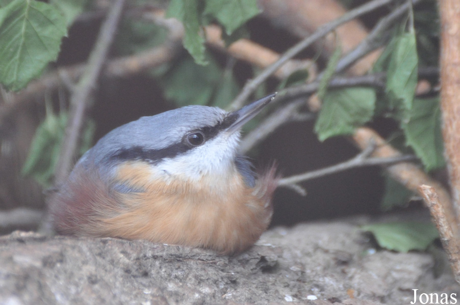 Sitta europaea