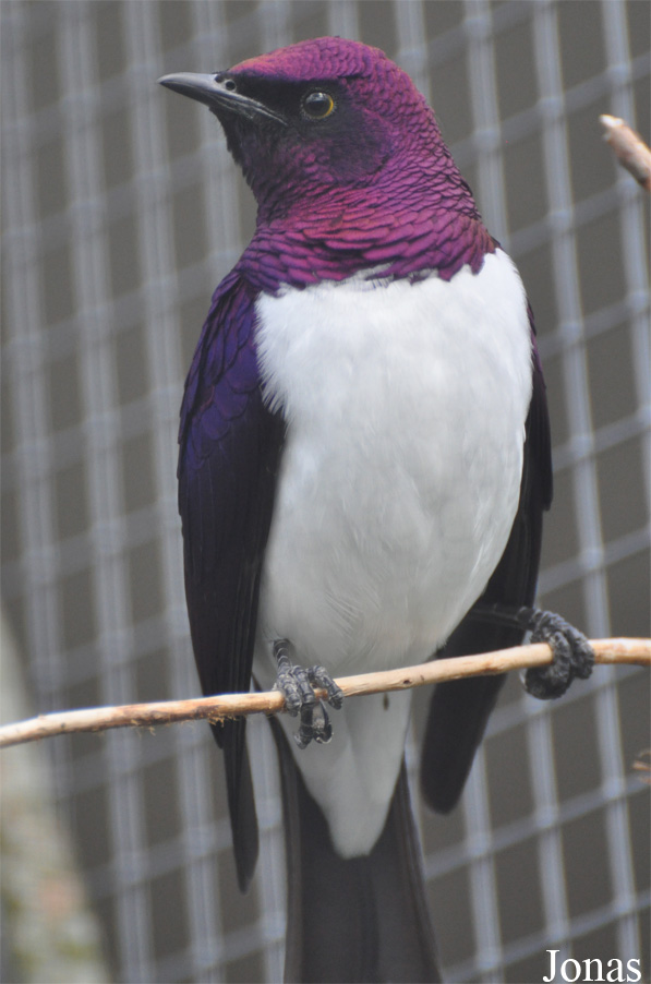 Cinnyricinclus leucogaster