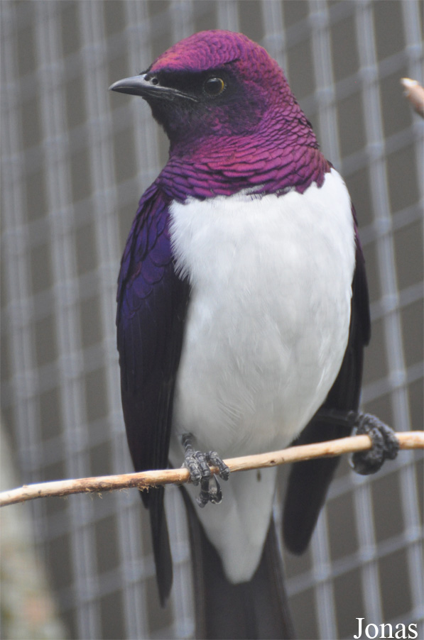 Cinnyricinclus leucogaster