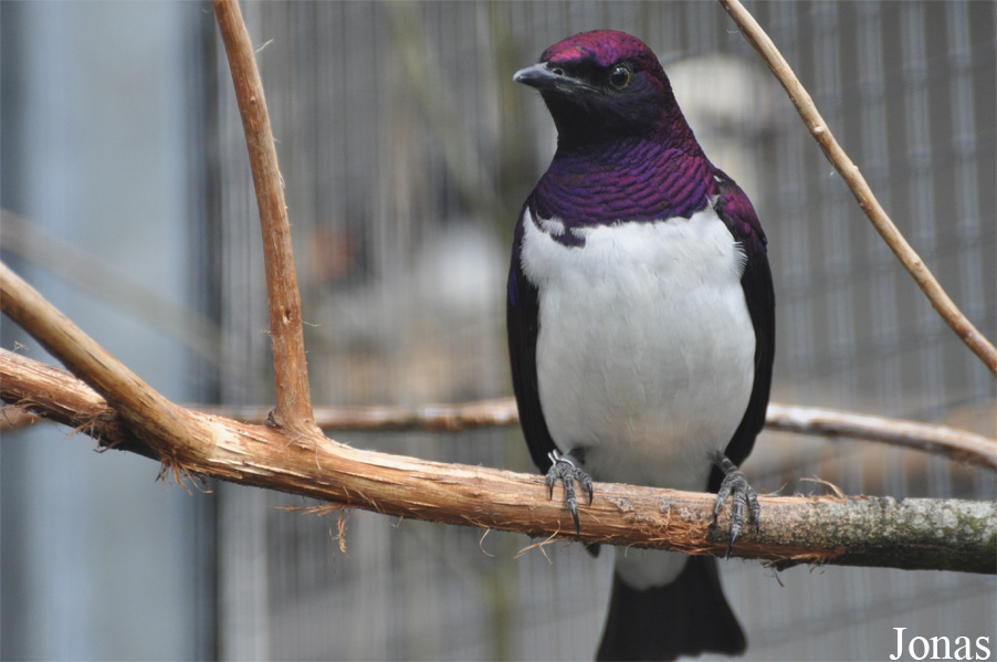 Cinnyricinclus leucogaster