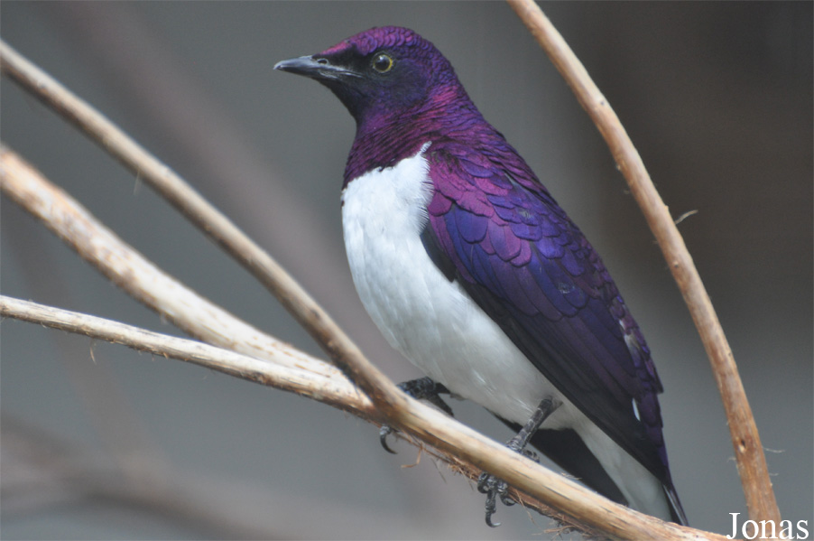 Cinnyricinclus leucogaster