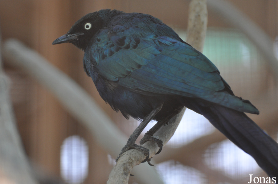 Lamprotornis caudatus