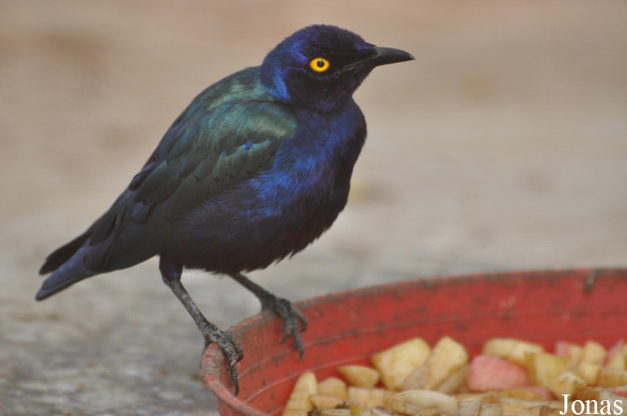 Lamprotornis purpureus