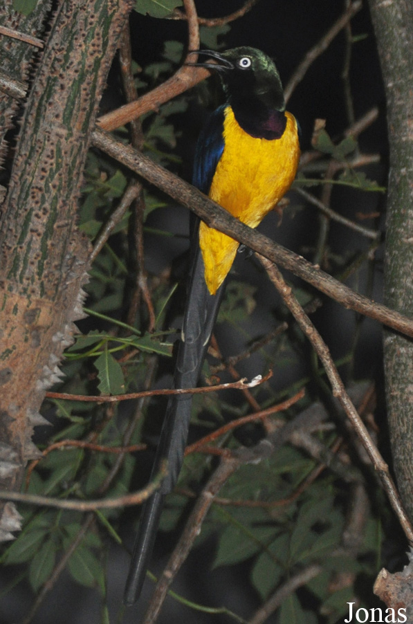 Lamprotornis regius