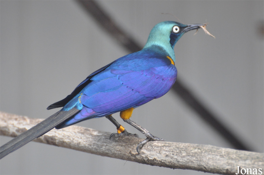 Lamprotornis regius