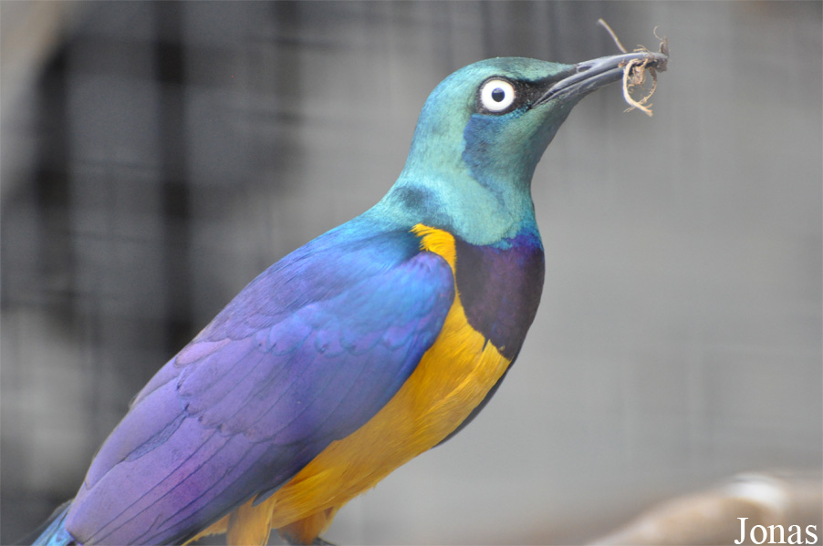 Lamprotornis regius