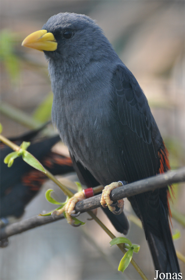 Scissirostrum dubium