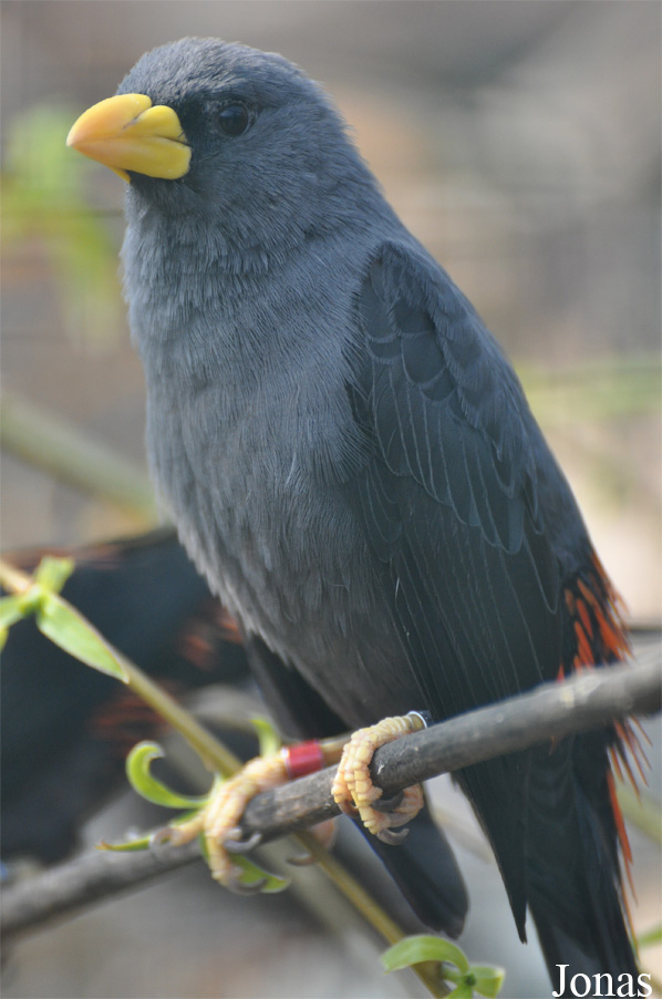 Scissirostrum dubium