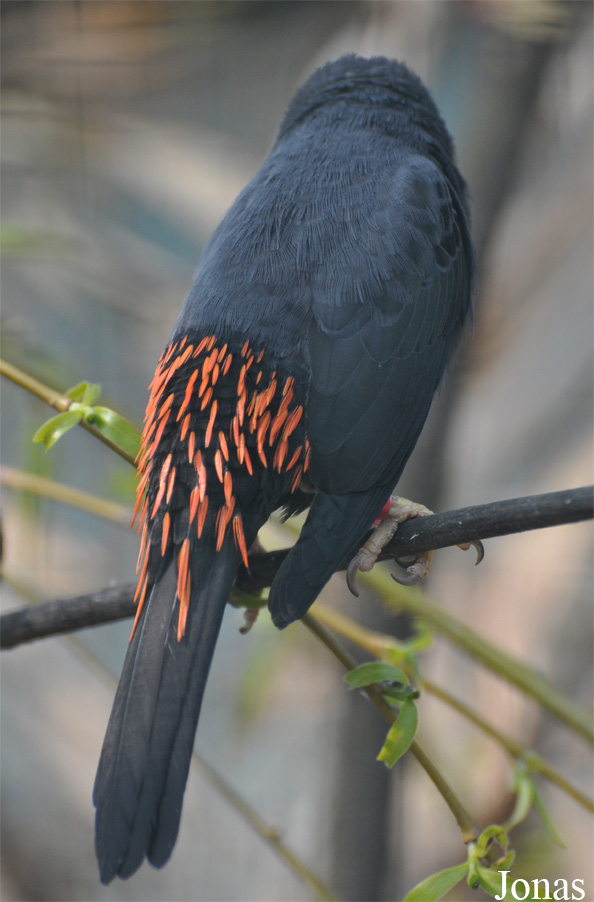 Scissirostrum dubium