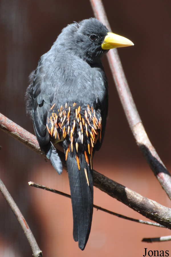 Scissirostrum dubium