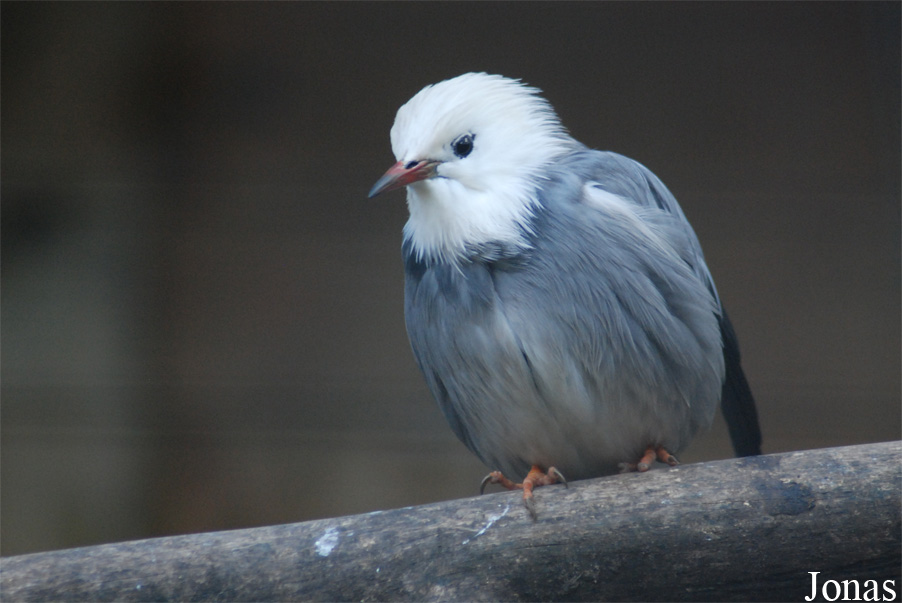 Spodiopsar sericeus