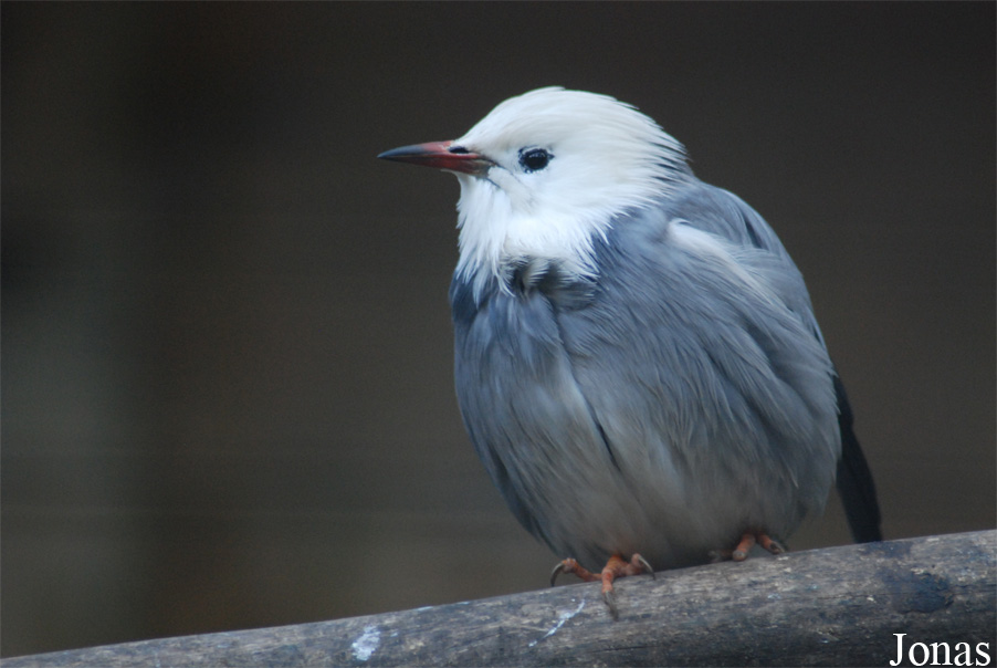Spodiopsar sericeus