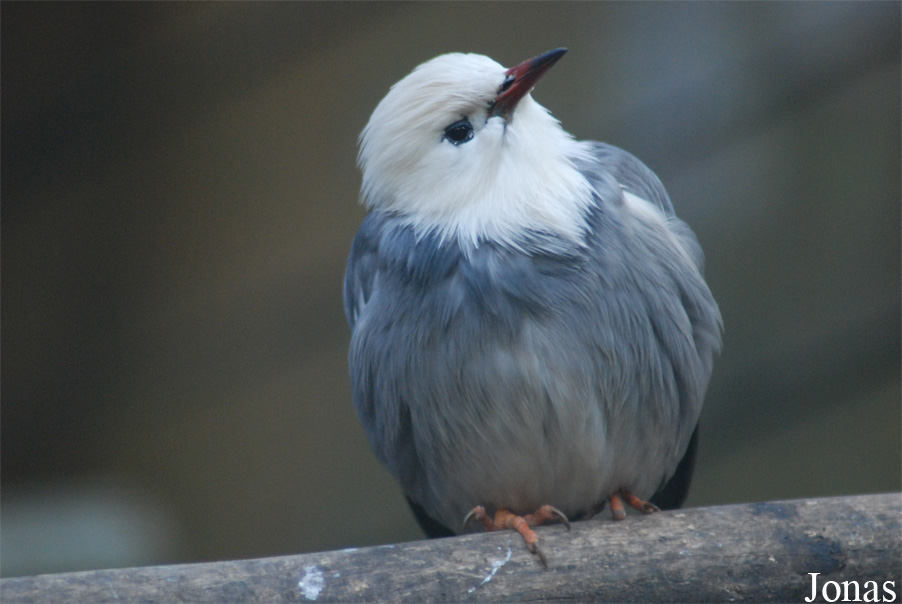 Spodiopsar sericeus