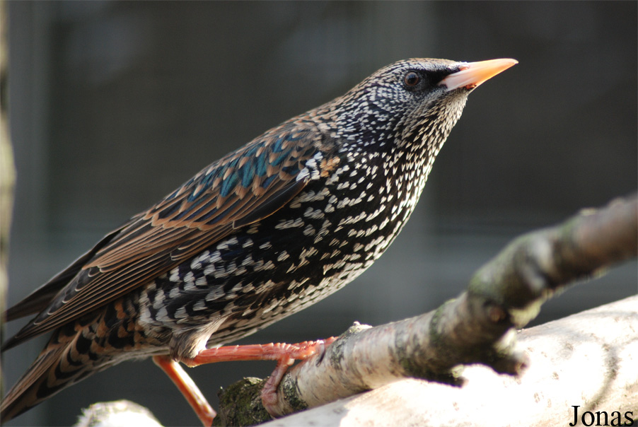 Sturnus vulgaris