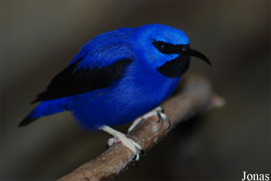 Cyanerpes caeruleus
