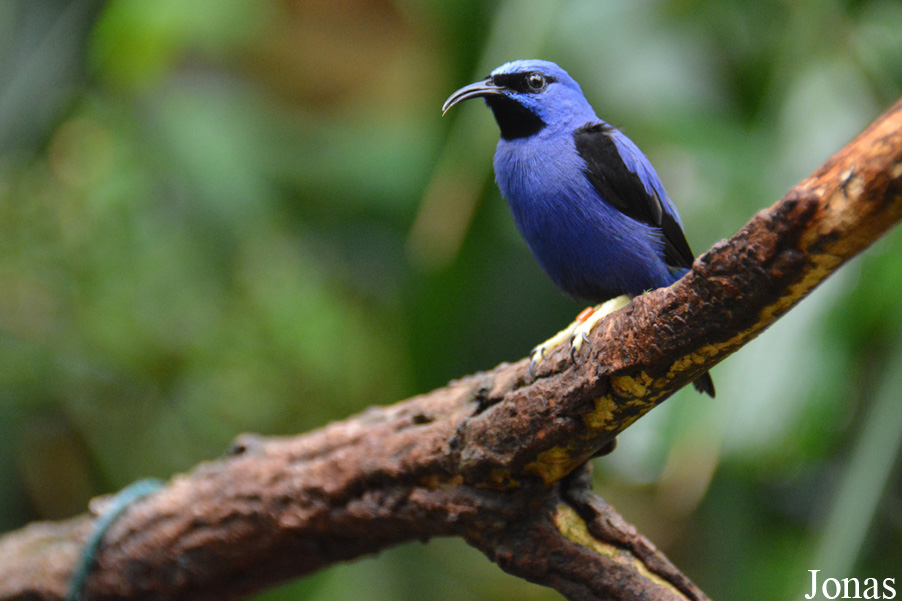 Cyanerpes caeruleus