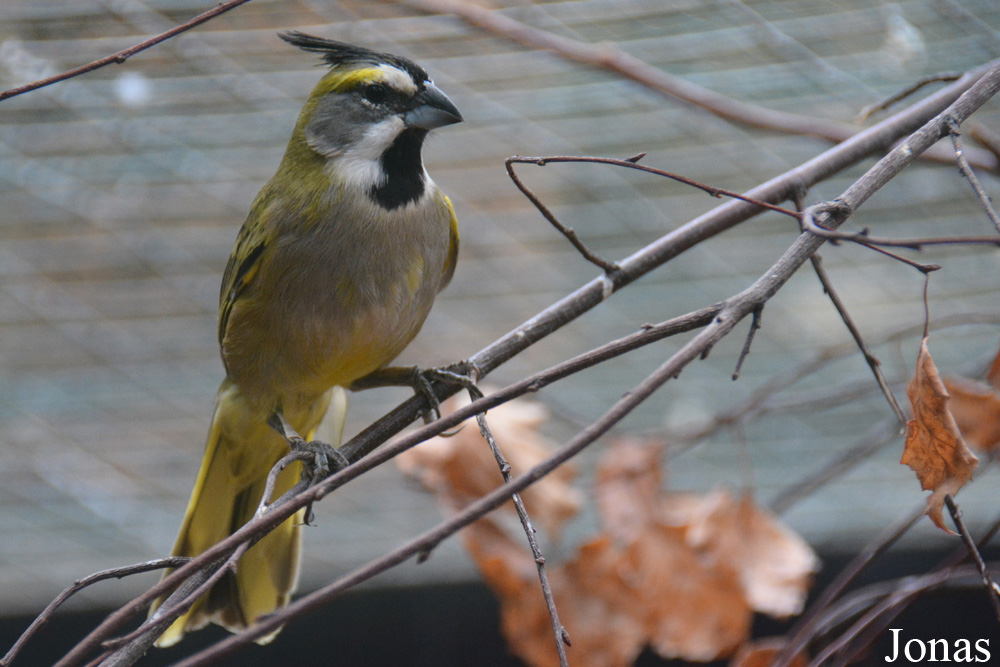 Gubernatrix cristata