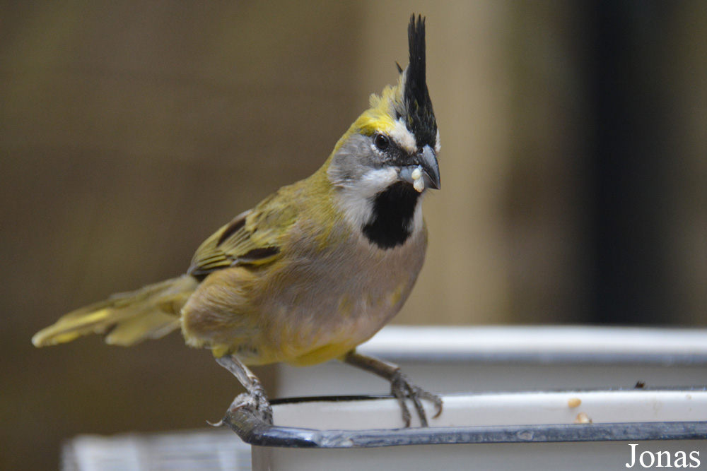 Gubernatrix cristata