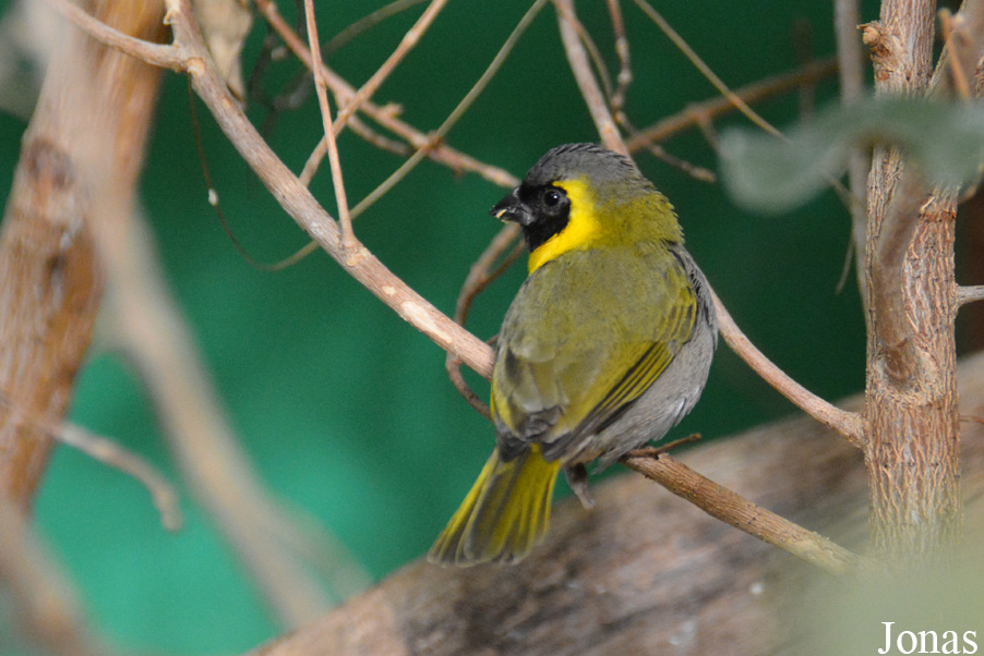 Phonipara canora