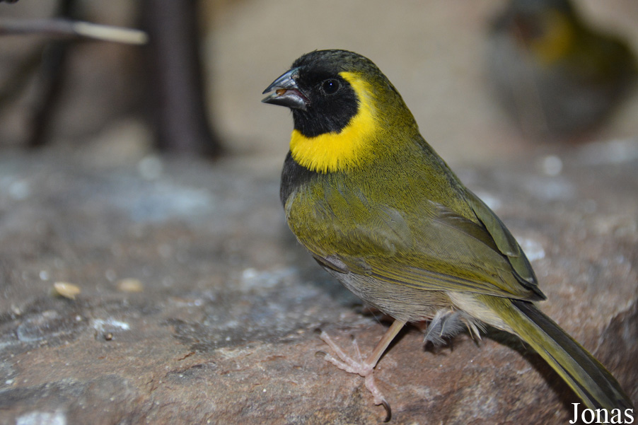 Phonipara canora