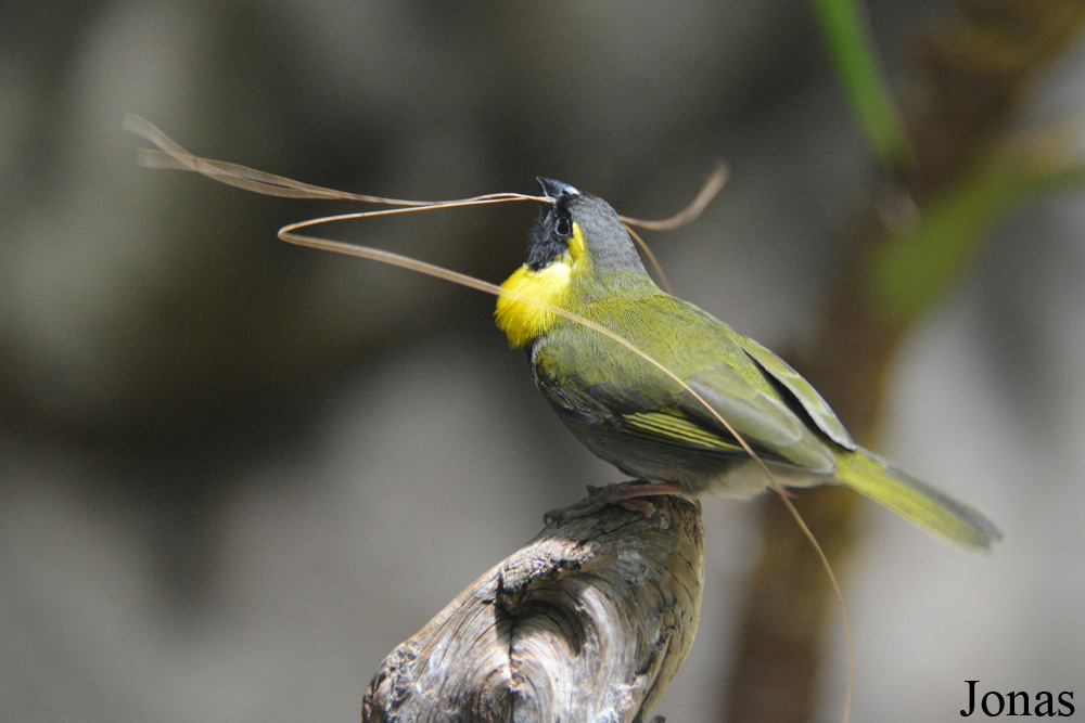 Phonipara canora 