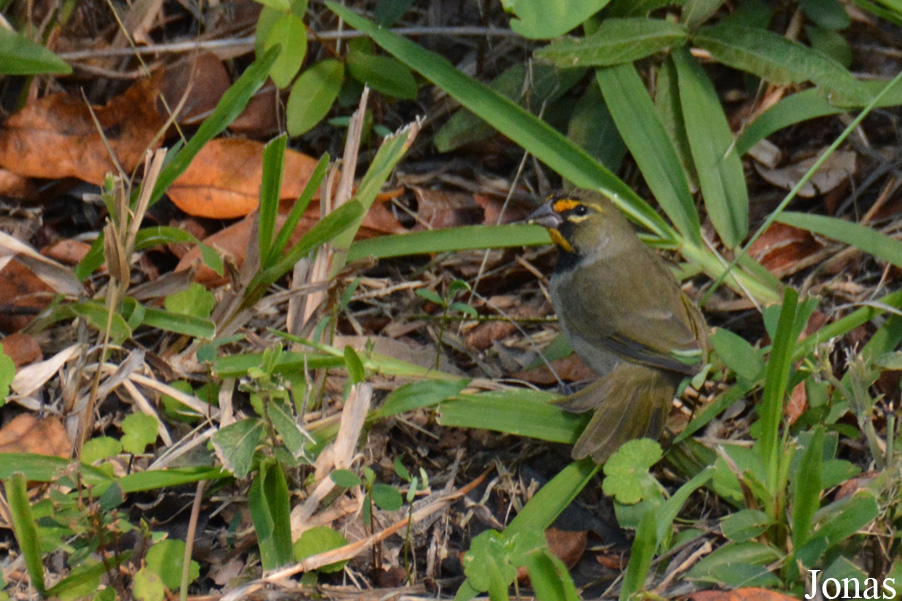 Tiaris olivaceus olivaceus