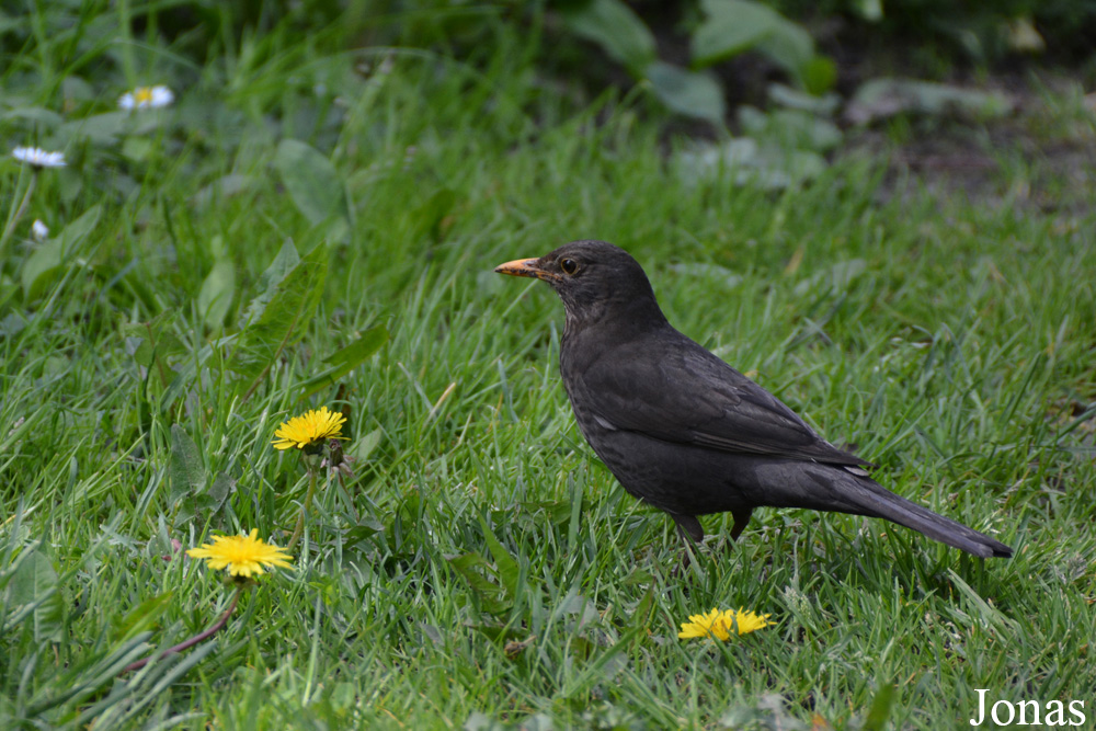 Turdus merula / Eesti Vabaõhumuuseum / Visualiser dans la Galerie animalière