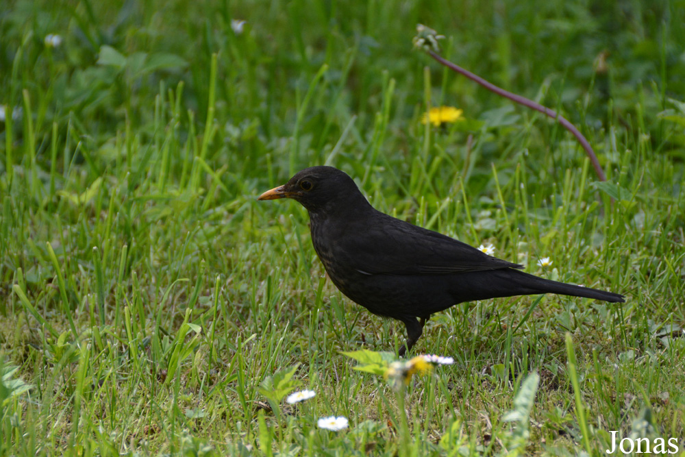 Turdus merula / Eesti Vabaõhumuuseum / Visualiser dans la Galerie animalière