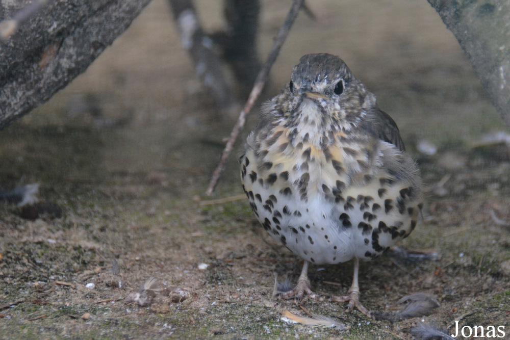 Turdus philomelos