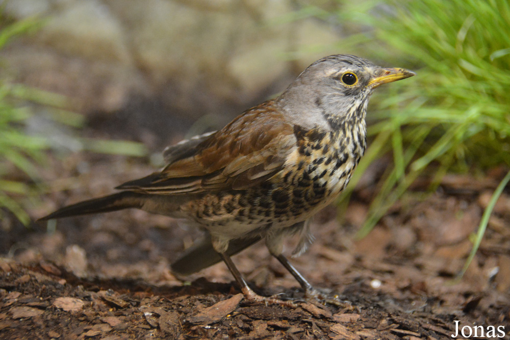 Turdus pilaris