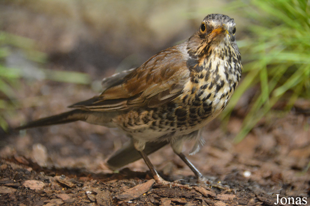 Turdus pilaris