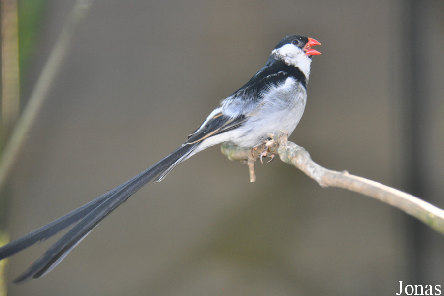 Vidua macroura