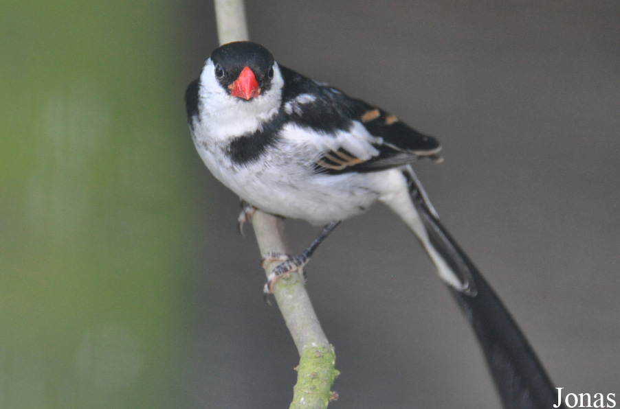 Vidua macroura