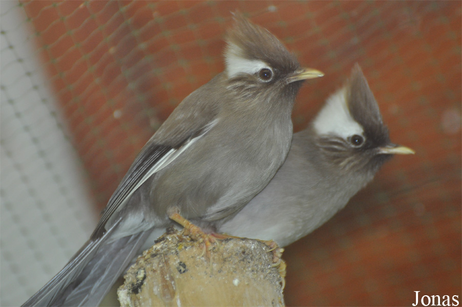 Parayuhina diademata