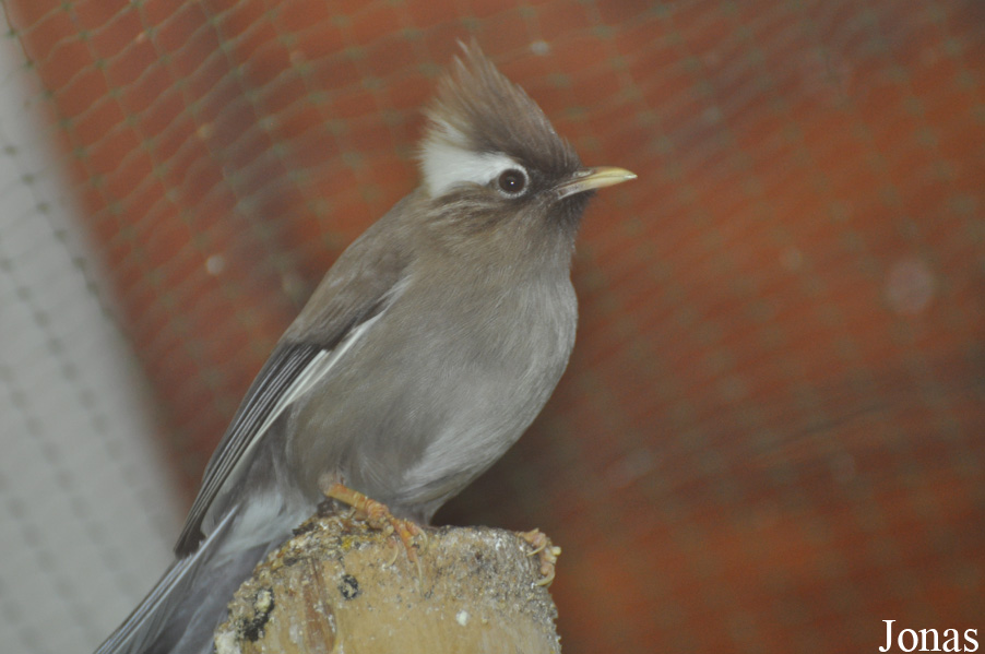 Parayuhina diademata