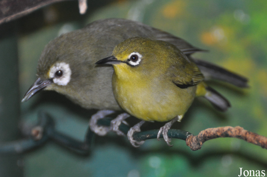 Zosterops senegalensis