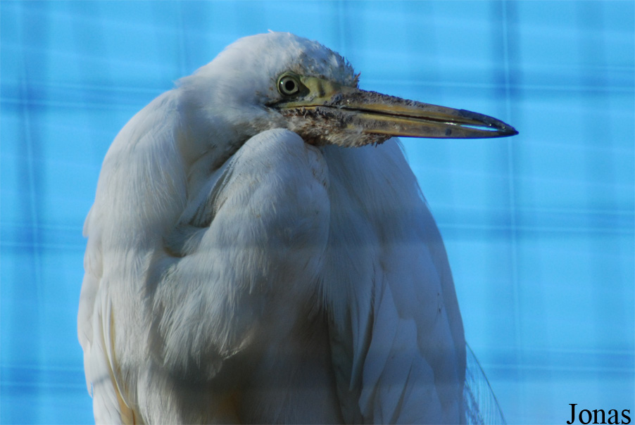Ardea alba