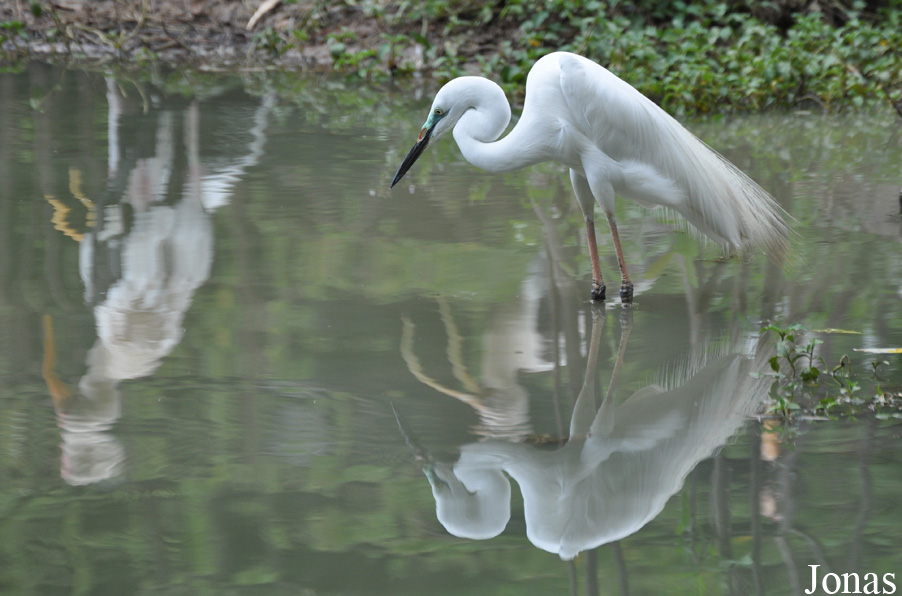 Ardea alba modesta
