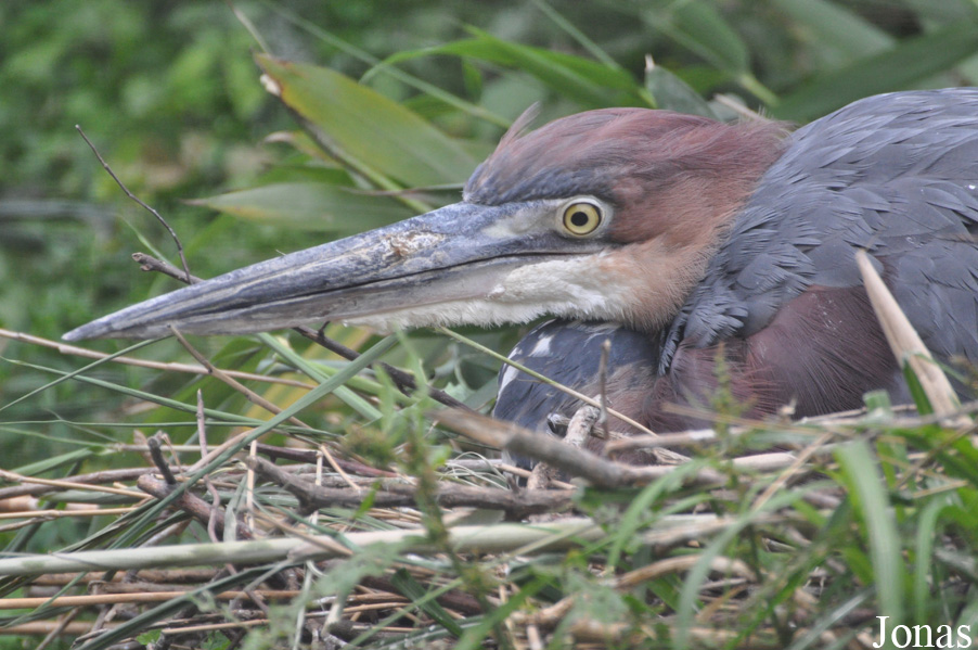 Ardea goliath