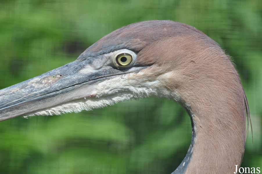 Ardea goliath